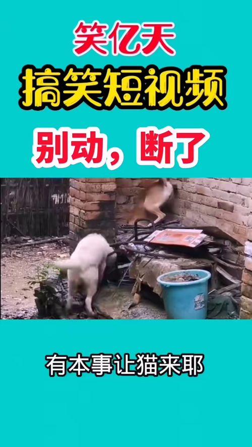 搞笑的视频爆料,笑到肚子疼的瞬间
