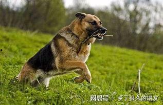 壮壮最新爆料德牧,德牧新技能惊艳亮相